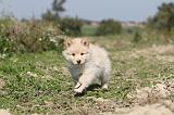 CHIEN FINNOIS DE LAPONIE 307